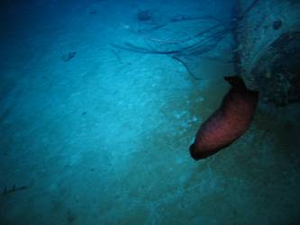 Marine life, tyre in background